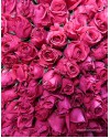 151 роза цвета фуксия