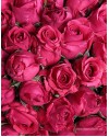 151 роза цвета фуксия