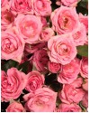 Розовые кустовые розы
