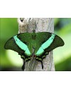 Papilio palinurus (Парусник Палинур )