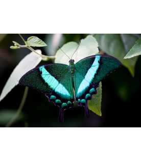 Papilio palinurus (Парусник Палинур )