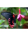 Papilio-rumanzovia (Парусник Румянцева) 