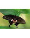 Papilio-polytes (Парусник Полит )