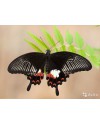 Papilio-polytes (Парусник Полит )