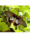 Papilio lowi (Парусник Леви) 