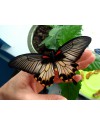 Papilio lowi (Парусник Леви) 